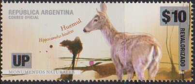 Alpaca (Vicugna pacos)