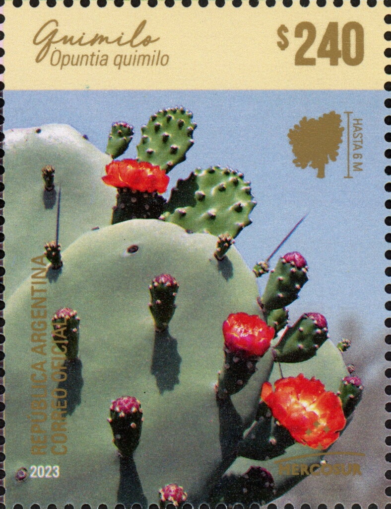 Pastelitos - Sal y Grana - small size