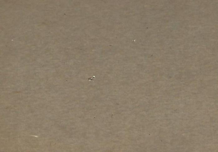 Wes Covington  baseball card collectible - Main Image 2