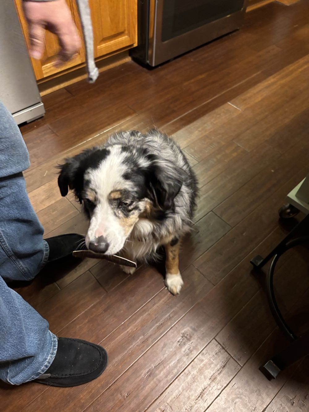 Concor Royal American Shows