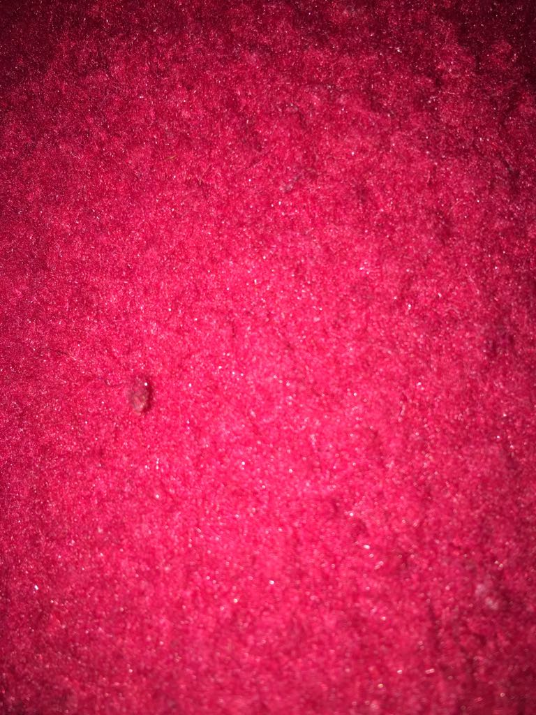 Pippa Funnel Resue Ranch