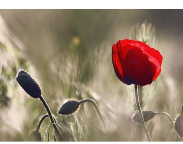 Tony Hawk’s Pro Skater 2