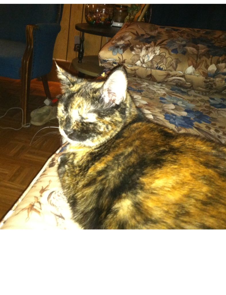 Pokemon - Nintendo DS video game collectible - Main Image 2