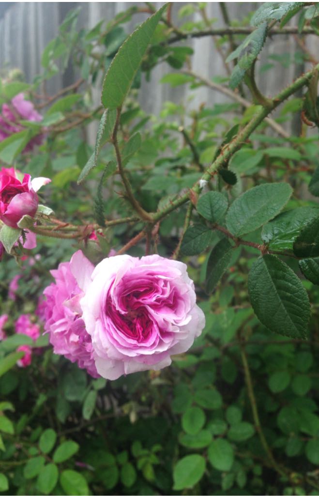 Earth Defense Force: Insect Armageddon