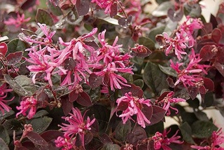 WWE: Smackdown Vs. Raw 2011