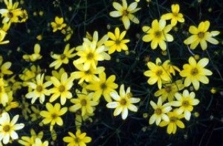 Tony Hawk’s Underground 2