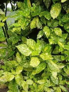 Final Fantasy Fables: Chocobo’s Dungeon