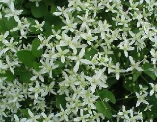 Imperium Galactica II: Alliances