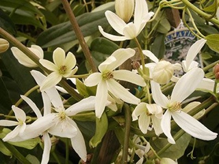 Silent Hill: Downpour