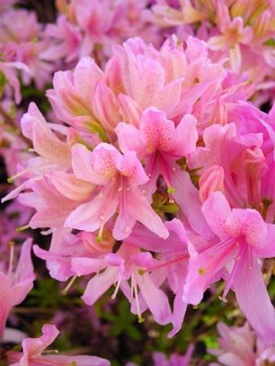 Tom Clancy’s Splinter Cell: Conviction: Limited Collectors Edition