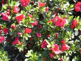 Final Fantasy 13-2: Nordic Edition