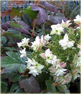 The Nightmare Before Christmas