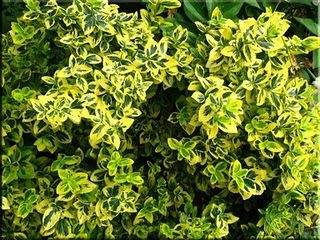 Silent Hill : HD Collection