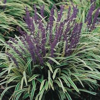 Tomb Raider: The Prophecy