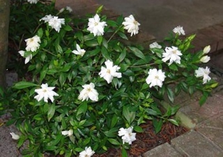 World of Warcraft: Battle Chest