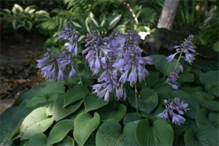 Jungle Strike: The Sequel to Desert Strike