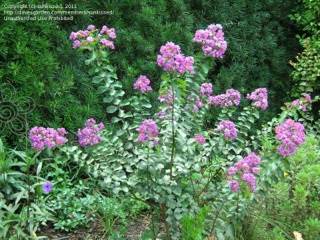 Image 1194316
