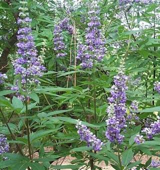 Binary Domain | Limited Ed.