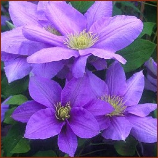 Super Pokémon Rumble