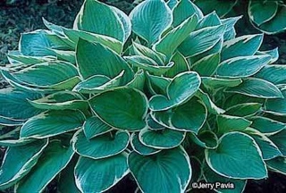 Hosta Francee - Sony PlayStation 3 (PS3) video game collectible - Main Image 1