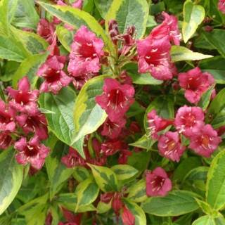 Document of Metal Gear Solid 2