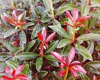 SINGSTAR DIE TOTEN HOSEN