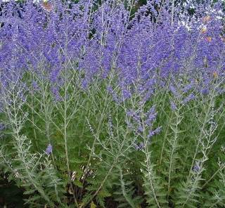 Samantha Swift and the Hidden Roses of Athena