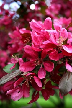 Victorious Hollywood Arts Debut