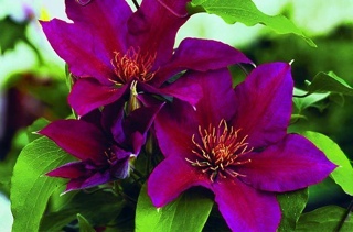 Monkey Island Special Edition Collection