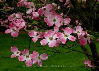 Ea Sports Nhl 2003 Xbox