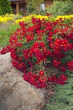 Silent Hill Downpour