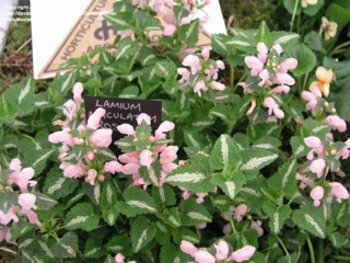 50 Denk- und Logikspiele