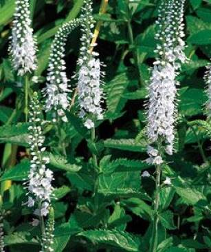 Pokémon Silver Version