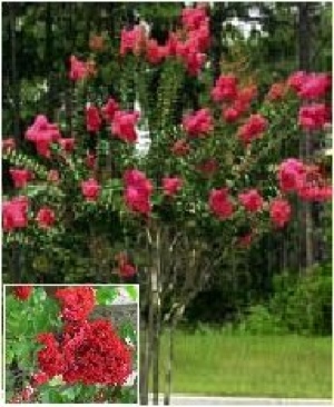 Ratchet & Clank Size Matters