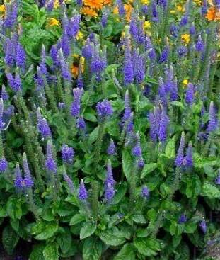 Ys The Ark of Napishtim