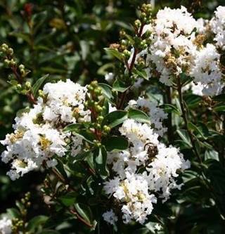 Donkey Kong: Jungle Climber