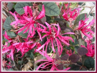 Puma After Hours Athletes