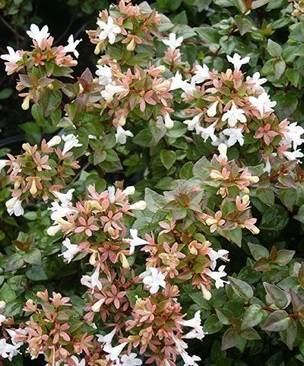 SOCOM Fireteam Bravo 3 PSP Essentials Full