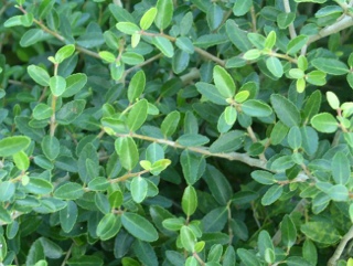 Dragon Quest IV: Die Chronik der Erkorenen