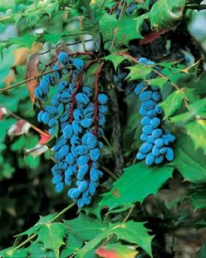 SingStar (11): Guitar 1a