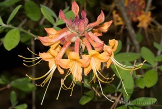 Trivial Pursuit Unlimited