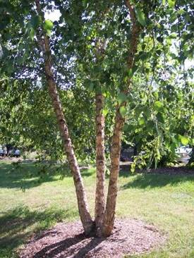 Image 1196774