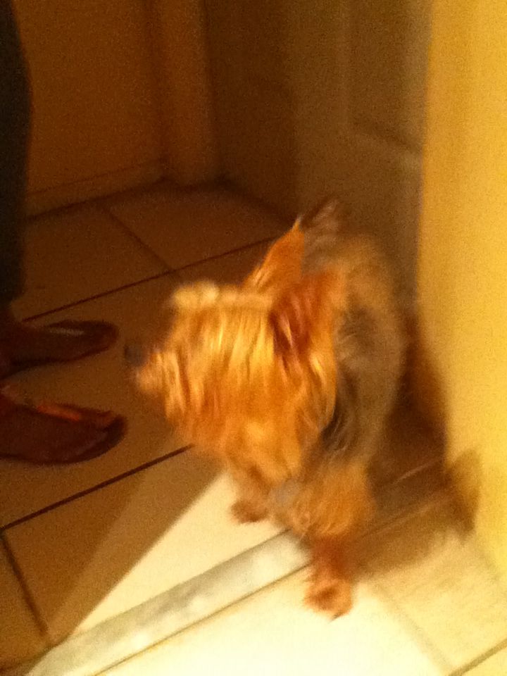 Project Zero 2: Crimson Butterfly