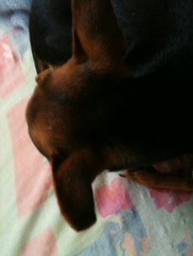 Davis Cup World Tour