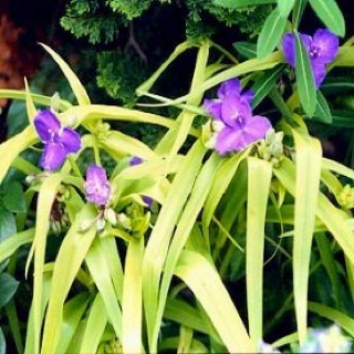 Final Fantasy XIV Online