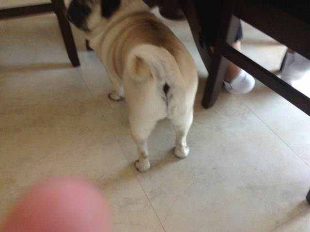 Madden NFL 13 - Microsoft Xbox 360 (Ea Sports - 4) video game collectible [Barcode 014633366587] - Main Image 2