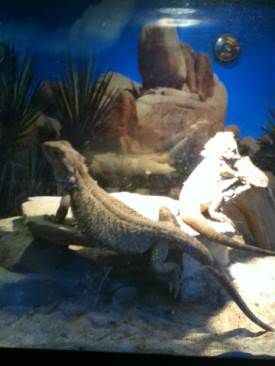 Die Sims 2 - Freizeit-Spaß