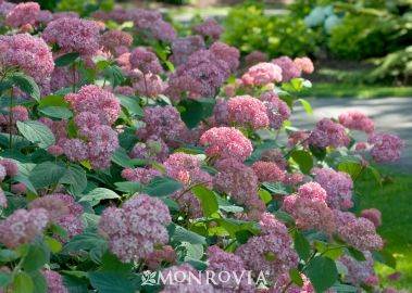 Hydrangea Invincibelle Spirit - Sony PlayStation 3 (PS3) video game collectible - Main Image 2
