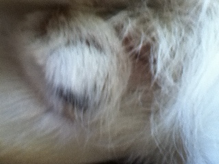 Rockstar Games Presents: Table Tennis