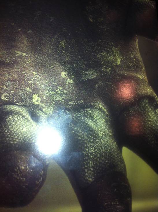 Bioshock 1-2 - Microsoft Xbox 360 video game collectible - Main Image 2